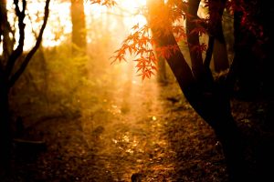 El sembrador de luz